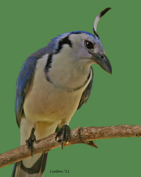 WHITE-THROATED MAGPIE JAY (Calocitta formosa)  P1020086