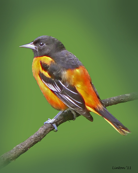 MALE BALTIMORE ORIOLE (Icterus galbula)  P1000530