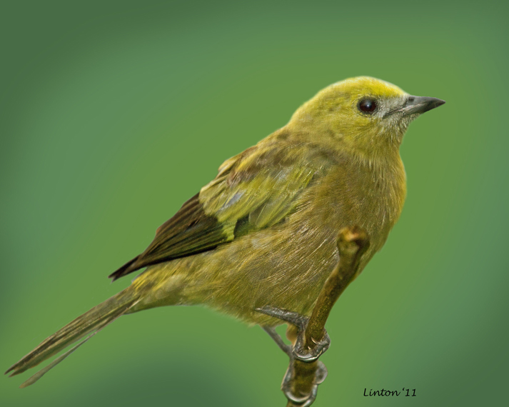 PALM TANAGER (Thraupis palmarum)  IMG_7617
