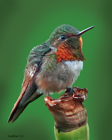 RUBY-THROATED HUMMINGBIRD  (Archilochus colubris)  P102048