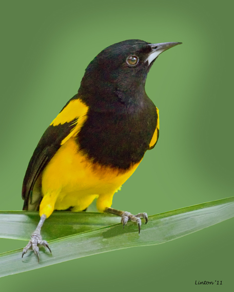 BLACK-COWLED ORIOLE (Icterus prosthemelas)  IMG_3836