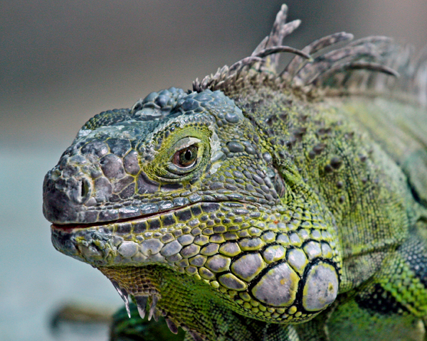 IGUANA VERDE (GREEN IGUANA)