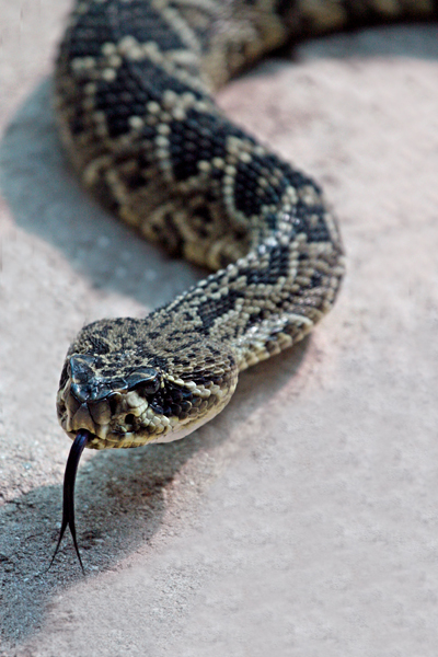  EASTERN DIAMONDBACK RATTLESNAKE (Crotalus adamanteus)