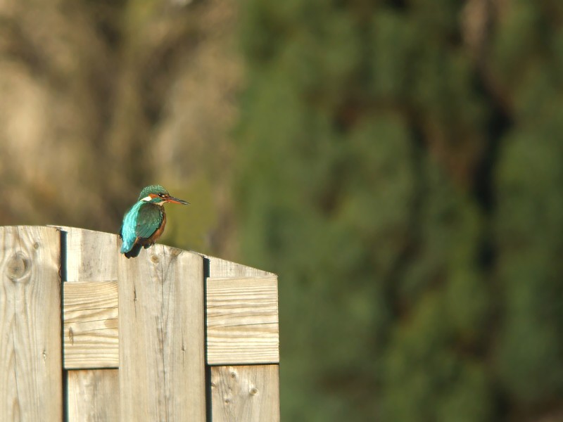IJsvogel / Kingfisher