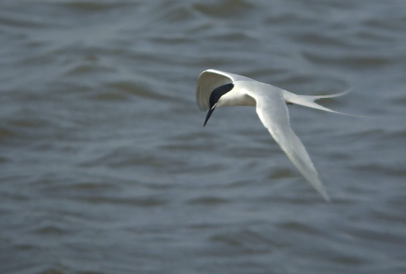 Dougalls Stern / Roseate Tern