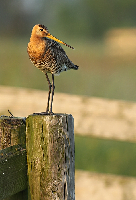 Grutto / Black-tailed Godwit