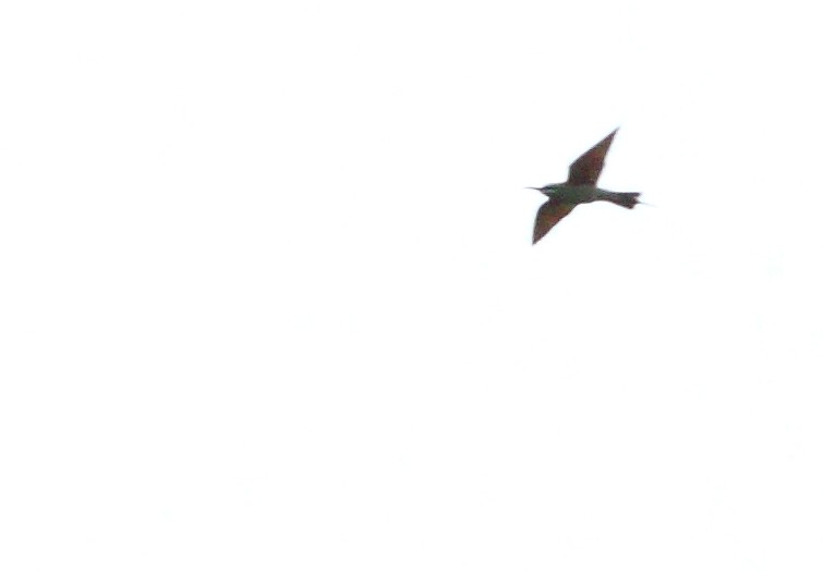 Groene Bijeneter / Blue-cheeked Bee-eater