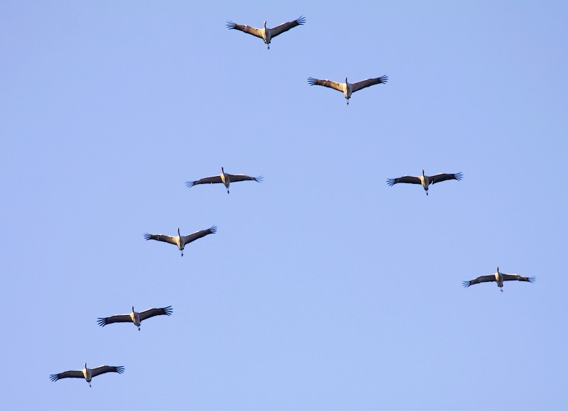 Kraanvogel / Common Crane