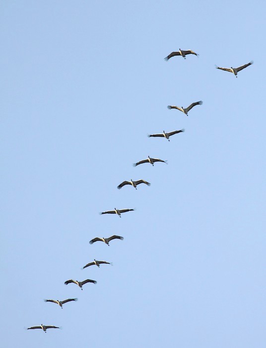Kraanvogel / Common Crane