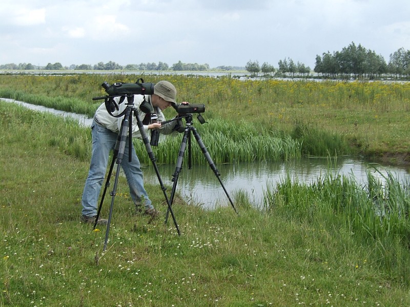 Witvleugelstern