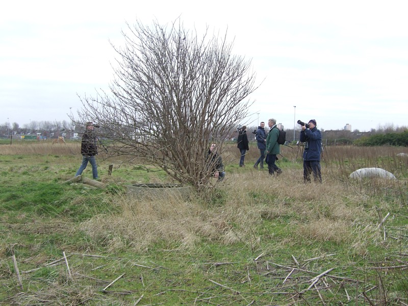 Vogelaars bij Dwerggors
