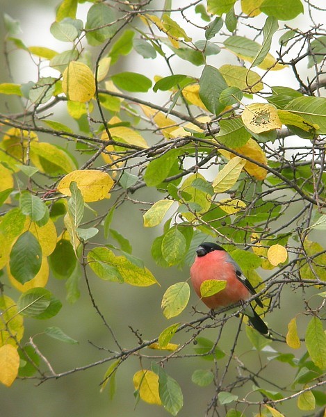 Goudvink / Bullfinch