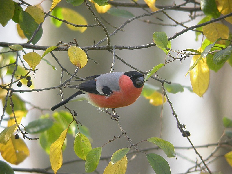Goudvink / Bullfinch