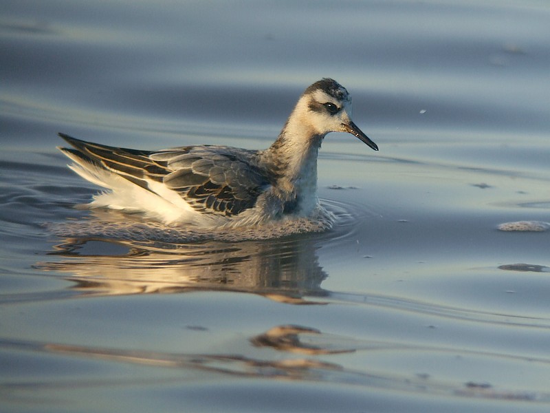 Rosse Franjepoot / Grey Phalarope