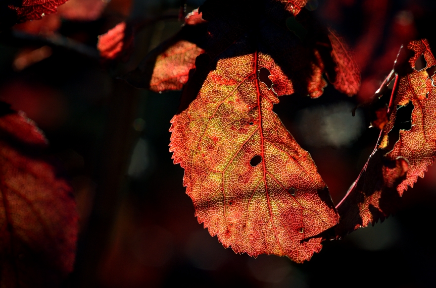 Autumn Approaches