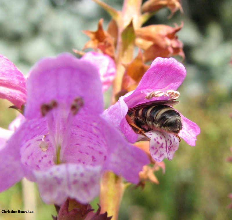 Sweat bee