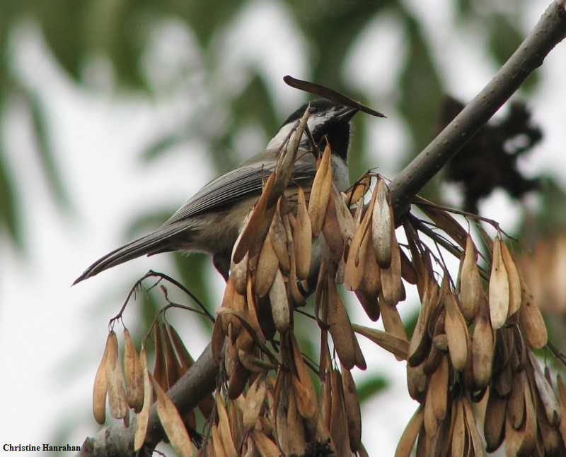 Black-capped chickadee with ash seed