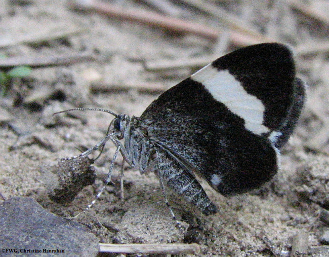 White-striped  black (<em>Trichodezia albovittata</em>), #7430
