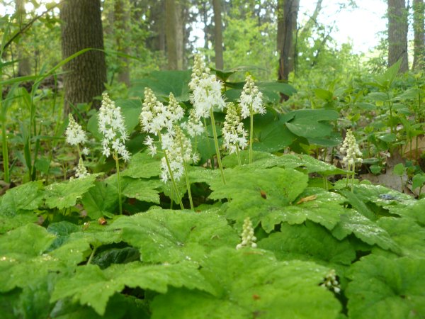 Foamflower or Tiarella (<em>Tiarella cordifolia</em>)