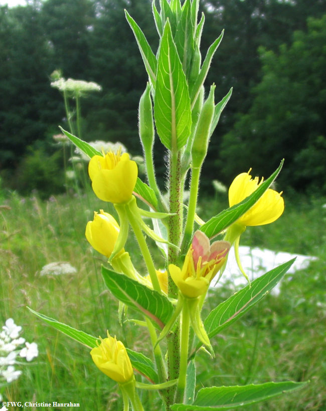 Evening primrose (<em>Oenothera biennis</em>)  with primrose moth