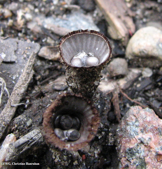 Bird's nest fungi poss. Cyathus sp.