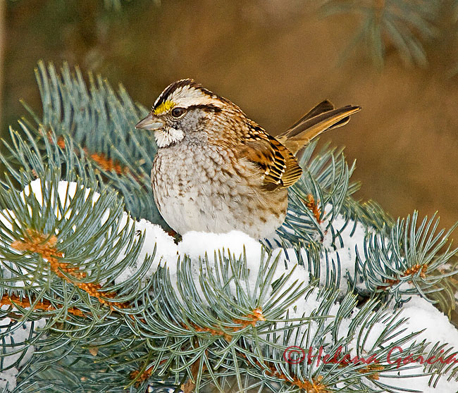 White-throated sparrow