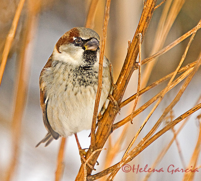 House sparrow, male