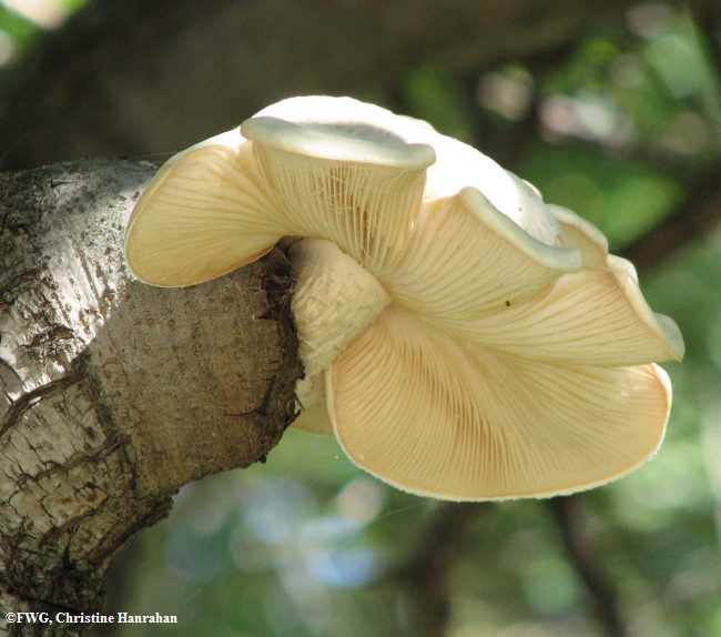 Oyster mushroom  (Pleurotus ostreatus)