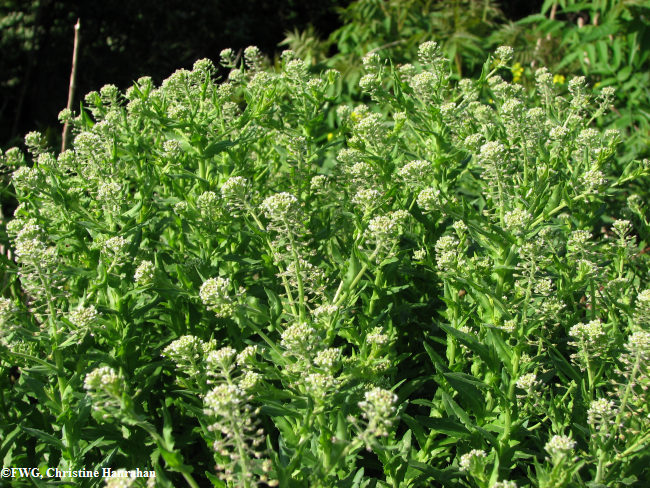 Field penny-cress  (<em>Thlaspi arvense</em>)