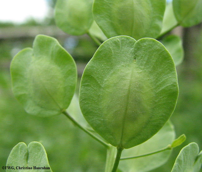 Field penny-cress (<em>Thlaspi arvense</em>)  seed pod
