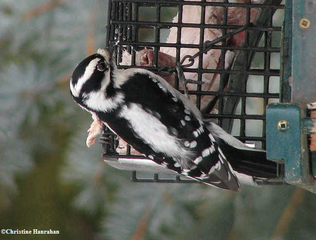 Downy woodpecker, female