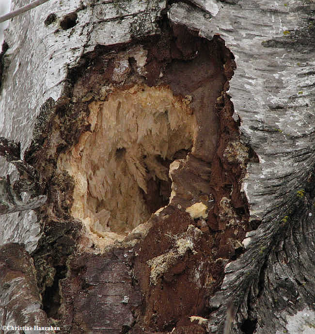 Fresh pileated woodpecker work