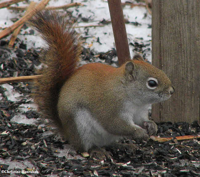 Red squirrel