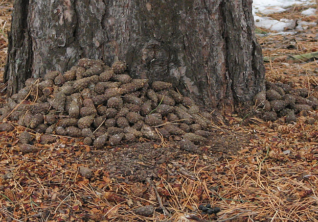 Scotch pine cone stash