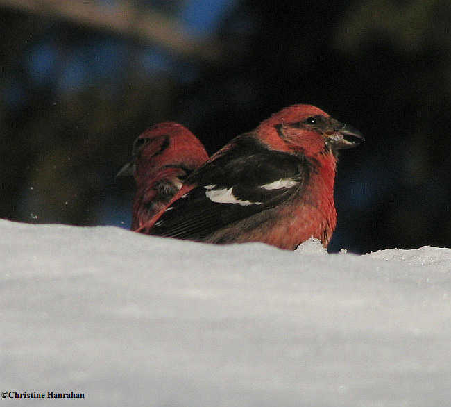 White-winged crossbills, male