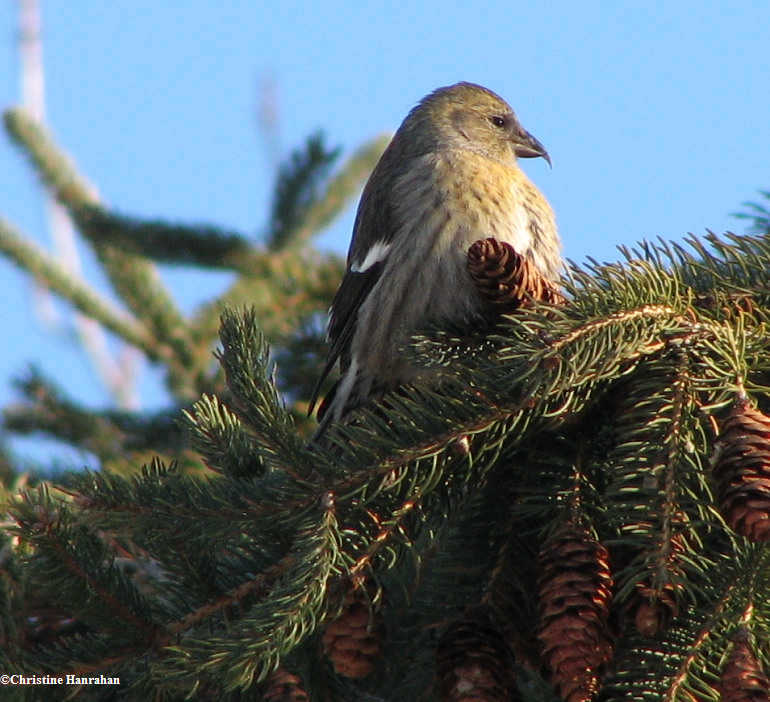 White-winged crossbill, female