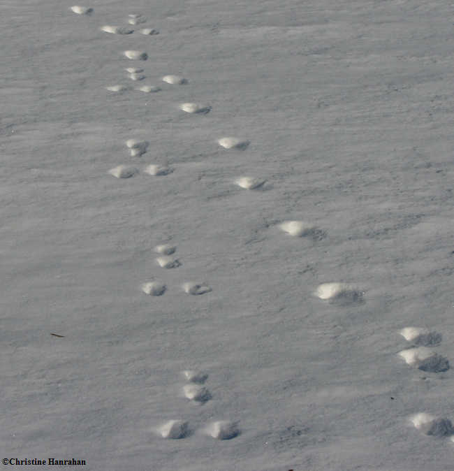 Rabbit and fox tracks