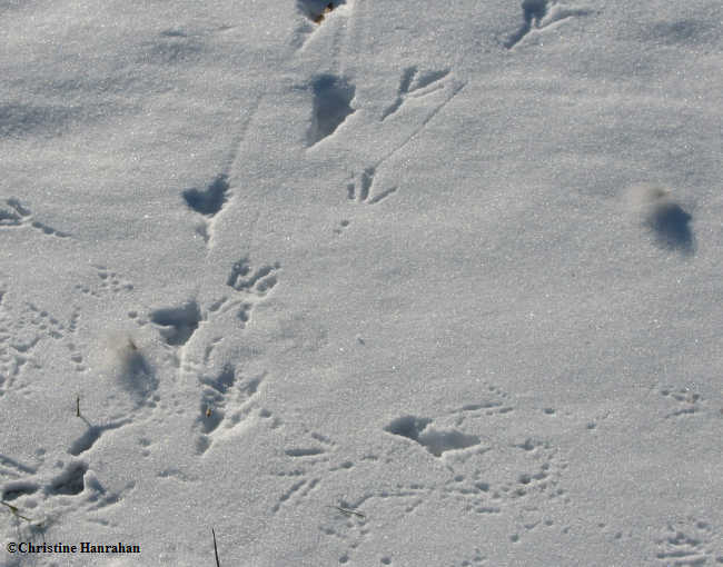 Crow tracks