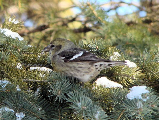 White-winged crossbill, female