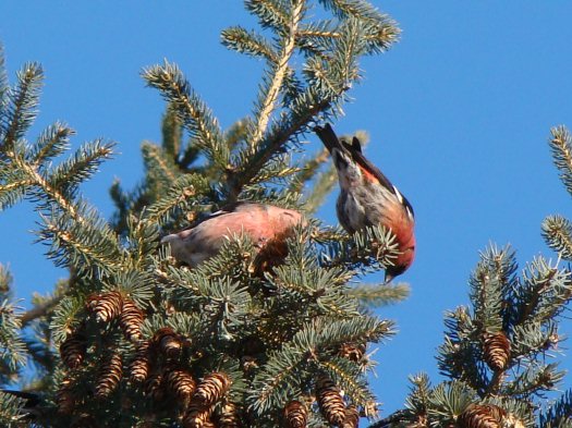 White-winged crossbills, males