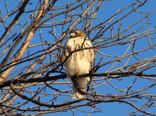 Red-tailed hawk