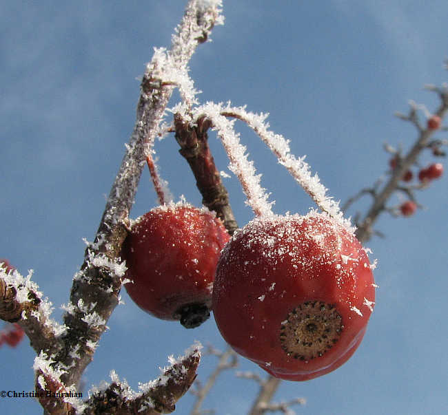 Frosty apples