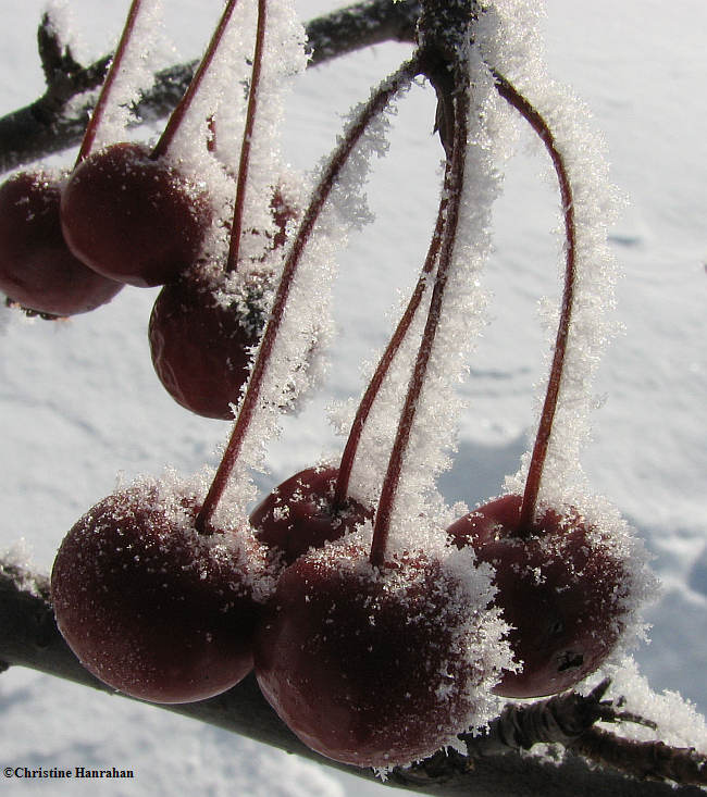 Icy crabapples