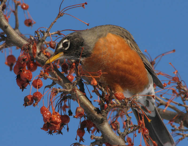 American robin in crabapple tree