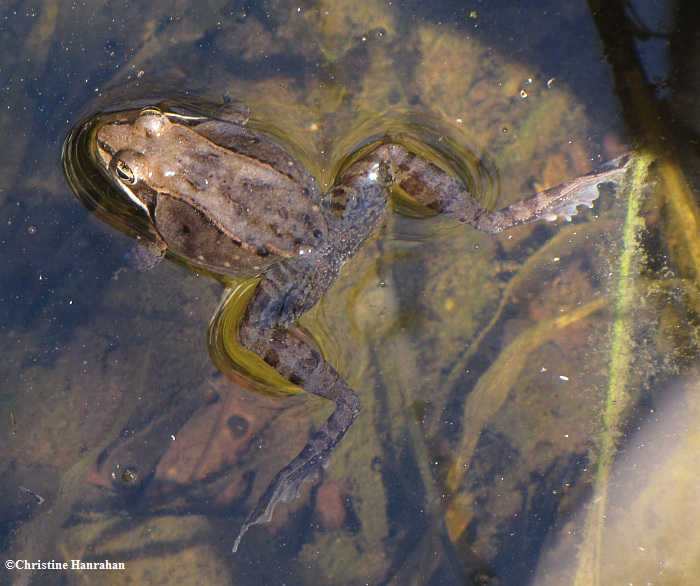 Wood frog (Rana sylvatica)