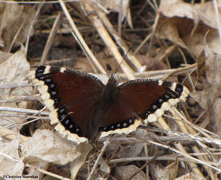 Mourning cloak