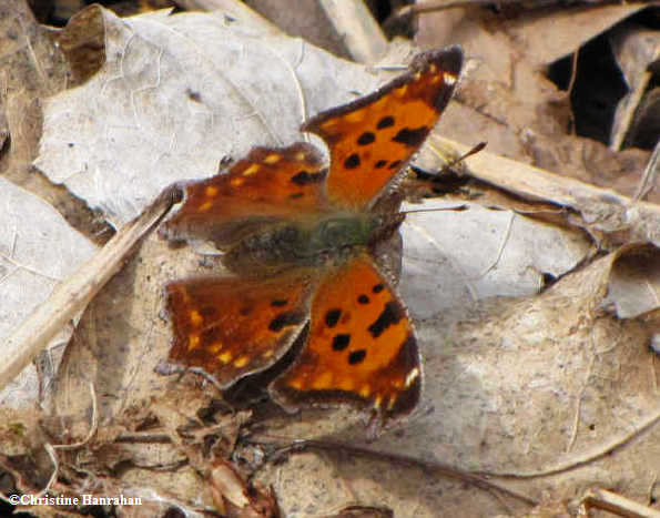 Eastern comma