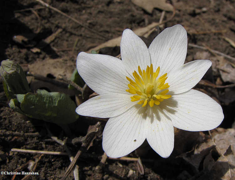 Bloodroot