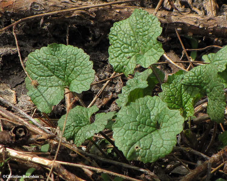 Garlic mustard