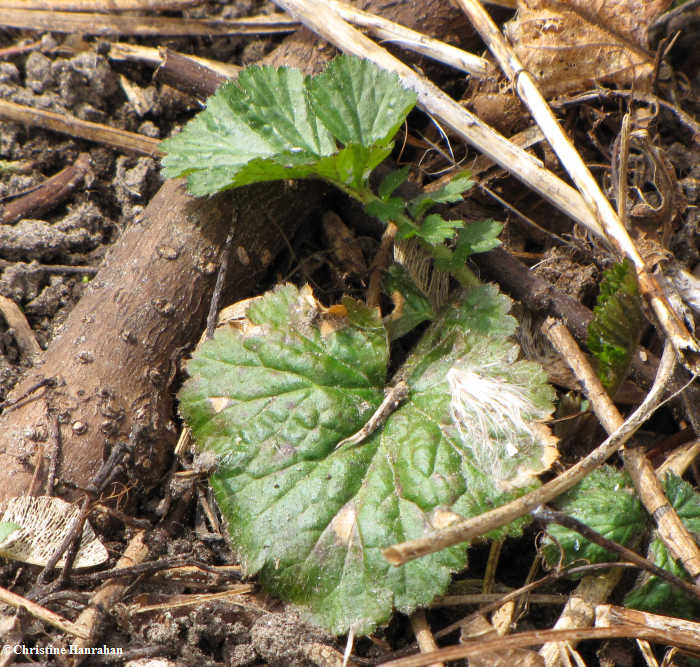 Geum or Yellow Avens